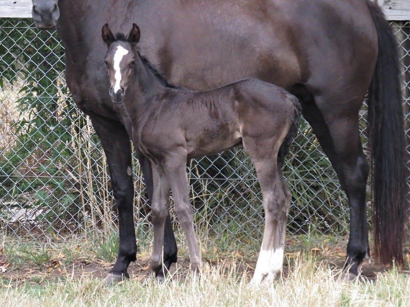 051 Lucille x Stock Horse brf 21-12 14d